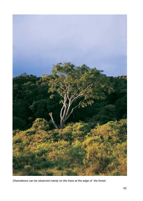 field guide to the amphibians and reptiles of arusha national park