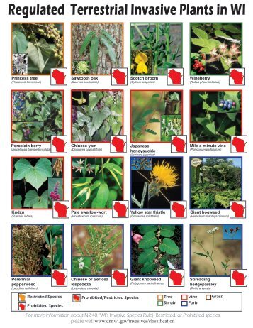 Regulated Terrestrial Invasive Plants in WI - Wisconsin Department ...