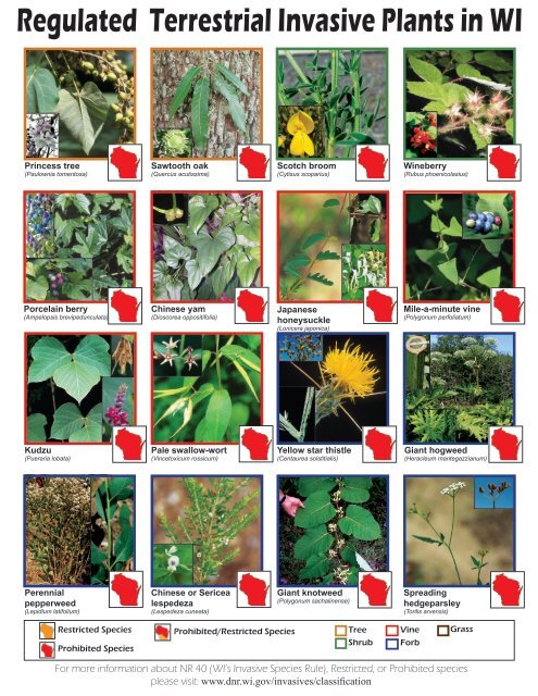 Regulated Terrestrial Invasive Plants in WI - Wisconsin Department ...