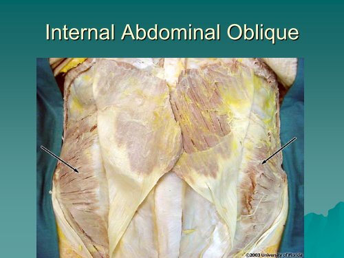 The Abdominal Wall And Hernias