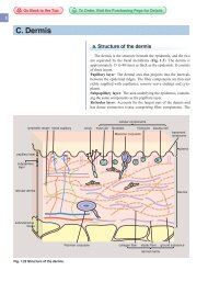 Structure of the dermis