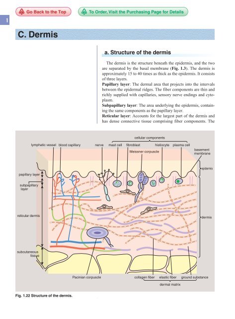 Structure of the dermis