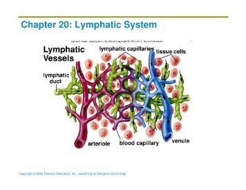 Chapter 20: Lymphatic System