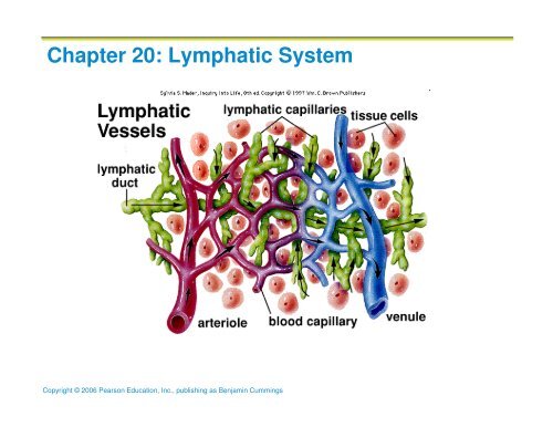 Chapter 20 Lymphatic System 