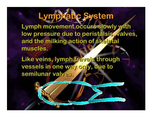 Lymphatic system - Elizabeth Bauer Consults