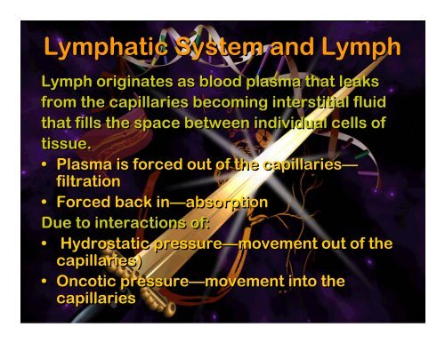 Lymphatic system - Elizabeth Bauer Consults