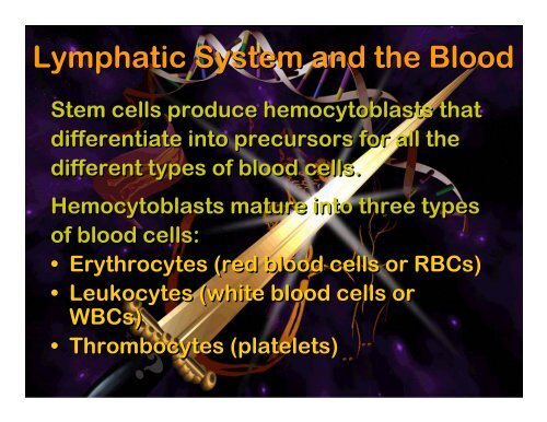 Lymphatic system - Elizabeth Bauer Consults