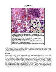 Lymph Nodes.pdf - MOspace