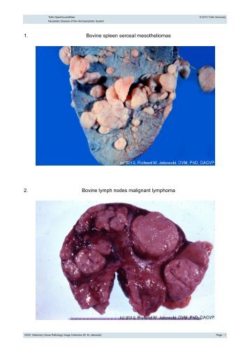 1. Bovine spleen serosal mesotheliomas 2. Bovine lymph nodes ...