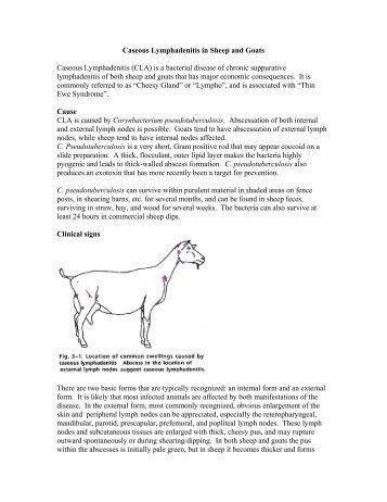 Caseous Lymphadenitis in Sheep and Goats Caseous ...
