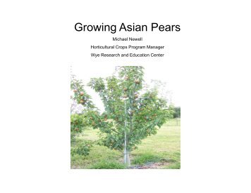 Growing Asian Pears