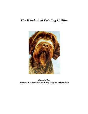 The Wirehaired Pointing Griffon