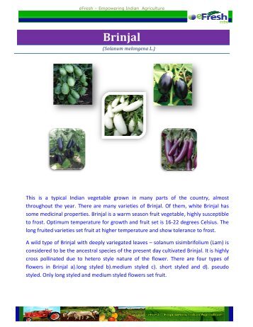 Brinjal - Efresh India