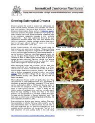 Growing Subtropical Drosera