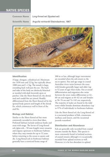 Long-finned eels - Murray-Darling Basin Authority