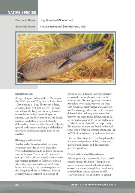 Long-finned eels - Murray-Darling Basin Authority