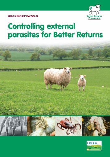 Controlling External Parasites for Better Returns - Eblex