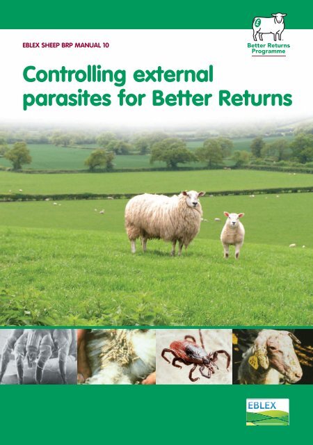 Controlling External Parasites for Better Returns - Eblex