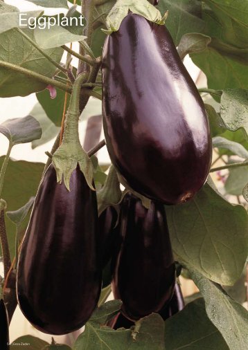 Export Catalogue Eggplant Squash Melon Pumpkin - Enza Zaden