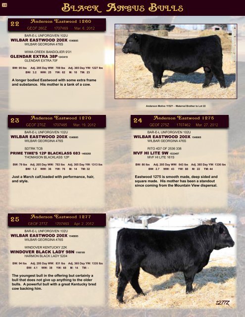 Anderson Black Angus