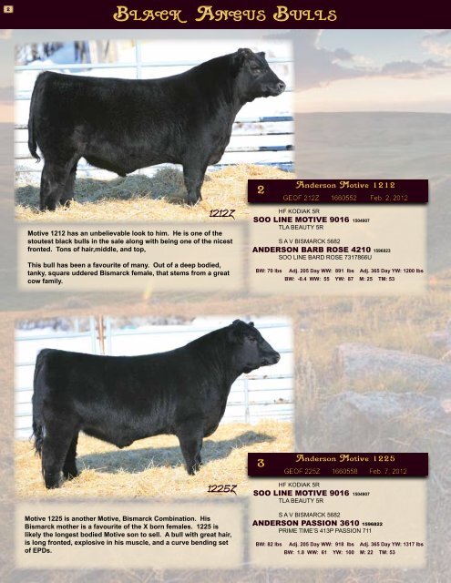 Anderson Black Angus