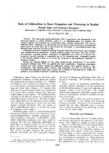 Role of Gibberellins in Stem Elongation and Flowering in Radish