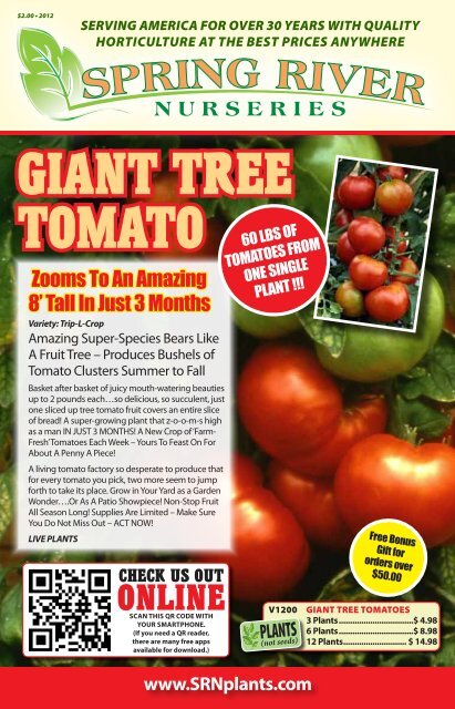 https://img.yumpu.com/11540989/1/500x640/giant-tree-tomato-spring-river-nurseries.jpg