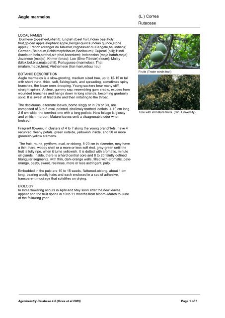 Aegle Marmelos Rutaceae L Correa World Agroforestry Centre