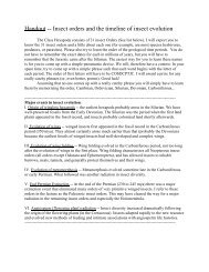 Handout -- Insect orders and the timeline of insect - courses.cit ...