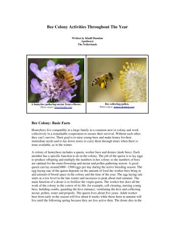 Bee Colony Activities Throughout The Year - Country Rubes