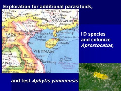 natural enemies of the cycad aulacaspis scale - Regional IPM Centers