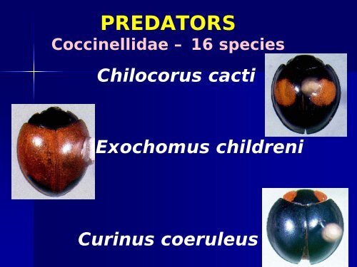 natural enemies of the cycad aulacaspis scale - Regional IPM Centers