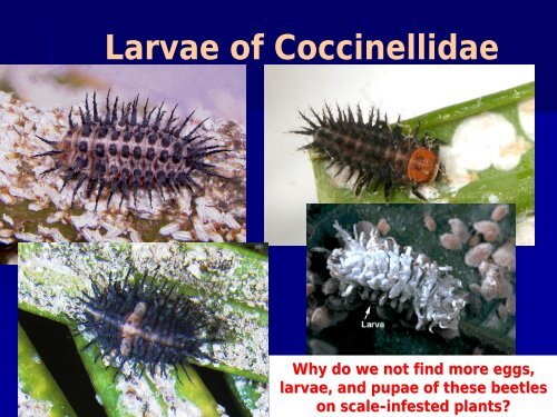 natural enemies of the cycad aulacaspis scale - Regional IPM Centers