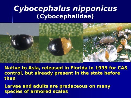 natural enemies of the cycad aulacaspis scale - Regional IPM Centers