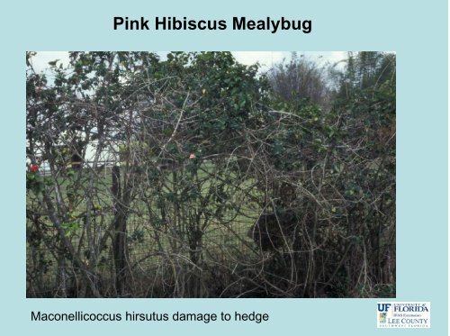 Insect Problems of Hibiscus - Lee County Extension