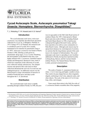 Cycad Aulacaspis Scale, Aulacaspis yasumatsui Takagi (Insecta ...