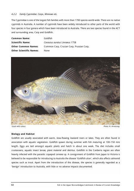 4.2.2 Family Cyprinidae: Carps, Minnows etc. The Cyprinidae is one ...