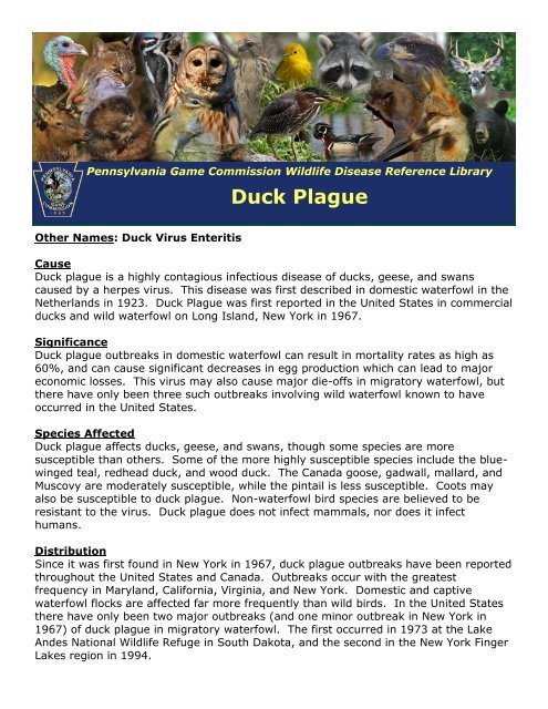 Duck Plague