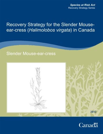 Slender Mouse-ear-cress (Halimolobos virgata)