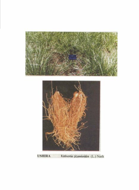 Vetiveria Zizanioides (L.) - HerbalNet Digital Repository