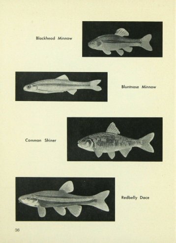 4725 Artificial Propagation Needed to Relieve Minnow ... - webapps8