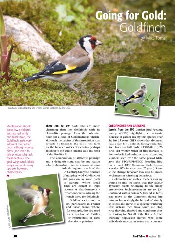 Going for Gold: Goldfinch