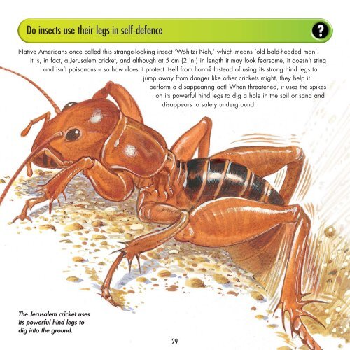 desert bugs - Top That! Publishing
