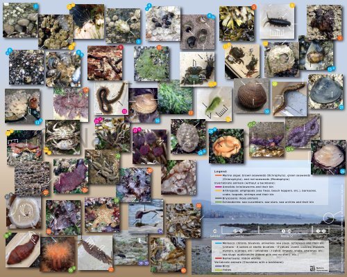 Intertidal Pamphlet - Nature Vancouver