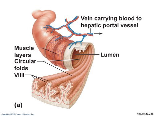 The Digestive System: Part B - Next2Eden
