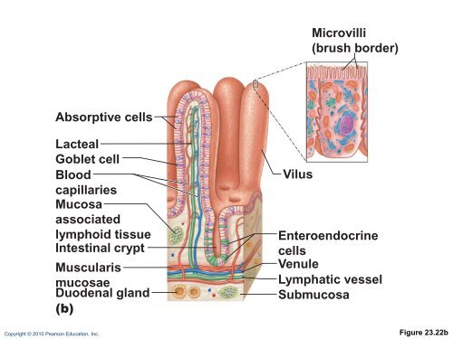 The Digestive System: Part B - Next2Eden