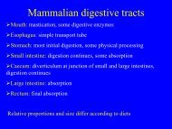 Mammalian digestive tracts