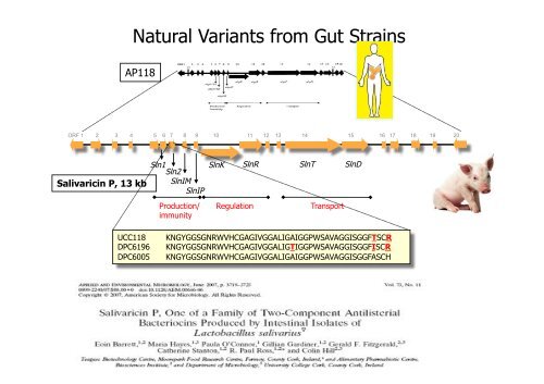 Production of Bioactives by Intestinal bacteria: