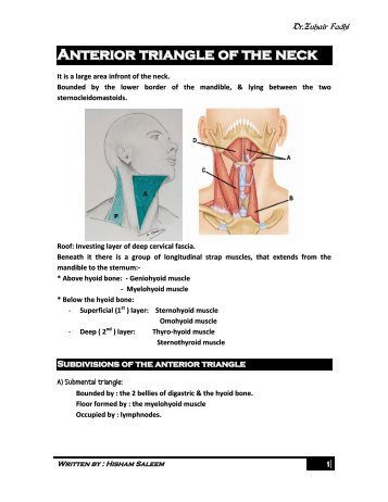 Anterior triangle of the neck