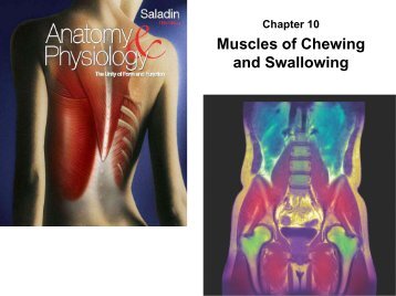 Muscles of Chewing and Swallowing